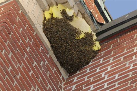 Bee Removal and Control Services | Wasp nest removal, Wasp nest, Bee ...