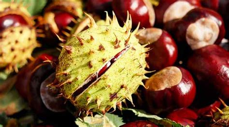 Chestnut Trees: Types, Leaves, Fruit - American, European and More ...