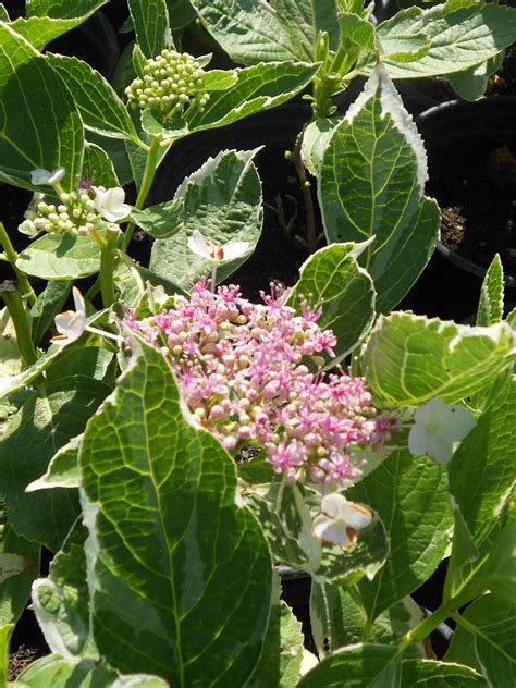 Hydrangea macrophylla variegata 'Tricolor' - Boething Treeland Farms