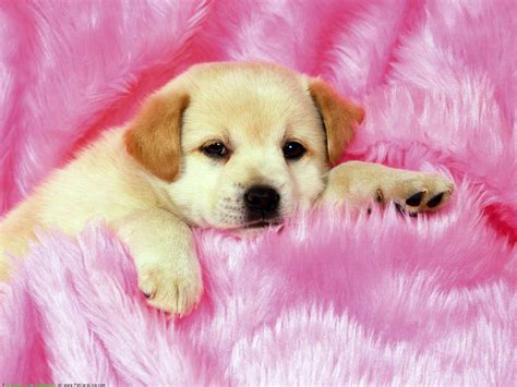 Pink Dog Wallpapers - Top Free Pink Dog Backgrounds - WallpaperAccess