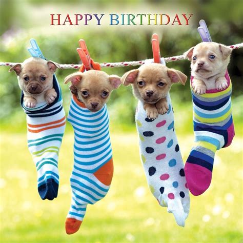 Chihuahua dogs Birthday Card Odd Socks Cute Funny Dog Lovers Greeting ...