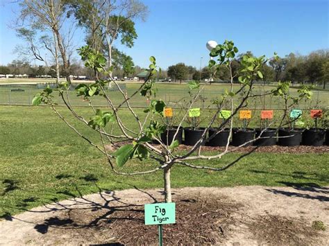 Digging In: Prune fig trees now for bountiful harvest next year | Home ...