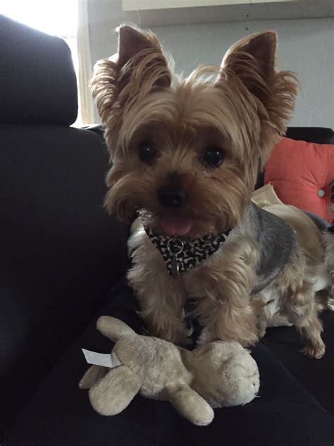 Yorkie wants to play. | Yorkshire terrier, Yorkie dogs, Yorkie puppy