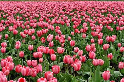 Hoa Tulip Những Bông Lĩnh Vực - Ảnh miễn phí trên Pixabay