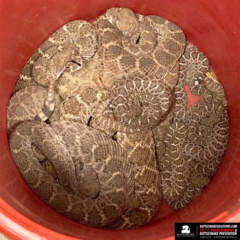 Baby Rattlesnakes are here! - Rattlesnake Solutions