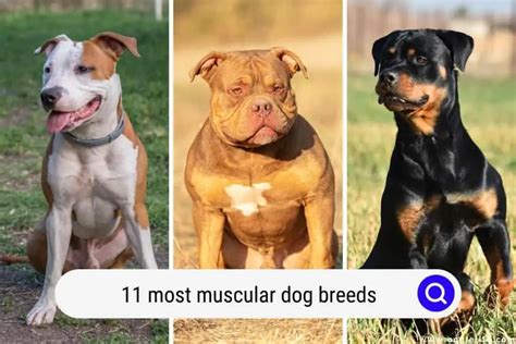 11 Most Muscular Dog Breeds (with Photos) - Oodle Life