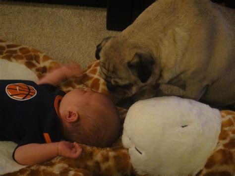 Dogs And Babies Sleeping Are What The World Needs Now | HuffPost