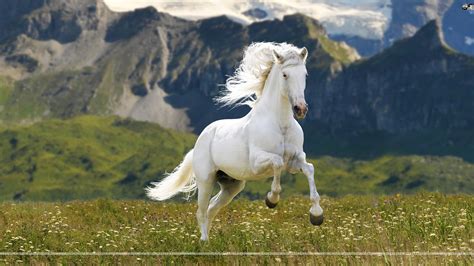 White Horse Wallpaper (68+ images)