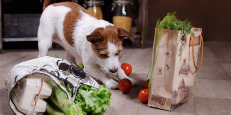 10 Best Homemade Dog Food Delivery Services from around the Globe