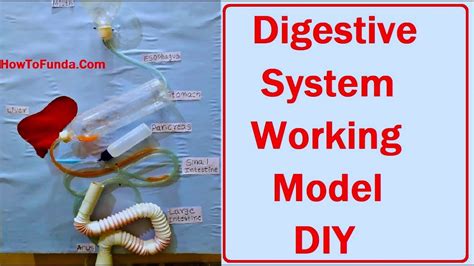 Digestive System Project Model - flairmoms