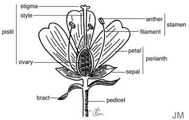 Plant Sepal