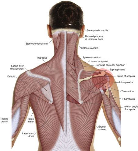 This blog article explores the causes of frozen shoulder