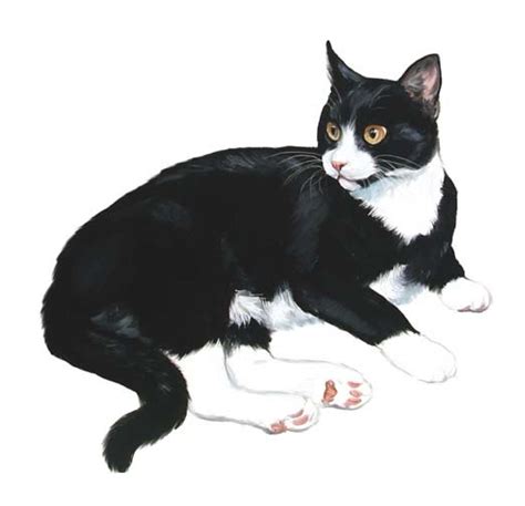 Tuxedo cat clipart 20 free Cliparts | Download images on Clipground 2024