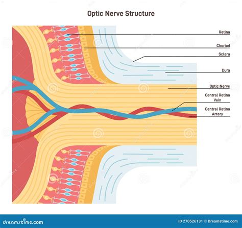 Optic Nerve Structure. Bundle of Nerve Fibers that Transmit Visual ...