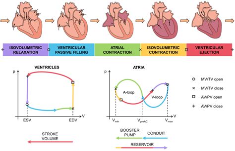 💋 The two phases of the cardiac cycle are. Cardiac Cycle, Blood ...