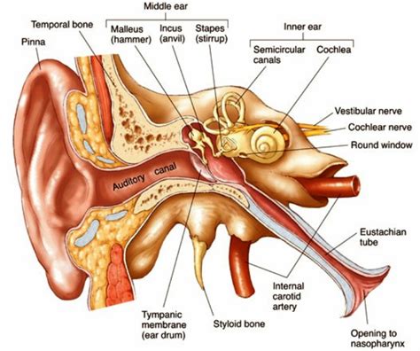 Anatomy Of The Ear | MedicineBTG.com