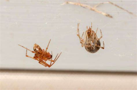 First study of arthropods in US homes finds huge biodiversity