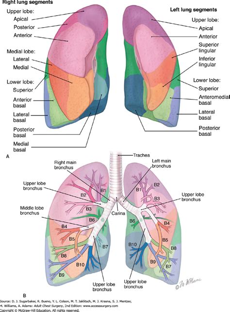 Lung Lobe Anatomy - Anatomy Drawing Diagram