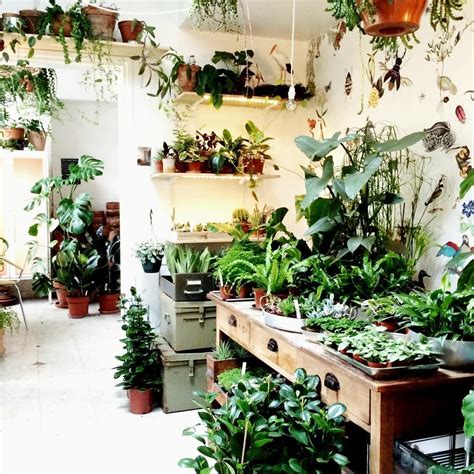 Indoor Plant Nursery - Plants For Gift