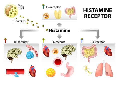 Histamine Intolerance: Everything You Need to Know