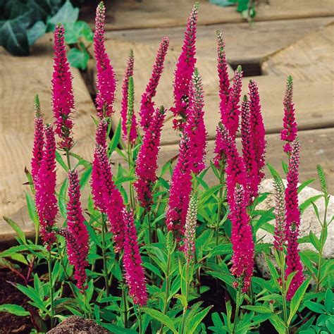 Veronica spicata Rotfuchs | Flower seeds, Flowers perennials, Flower farm