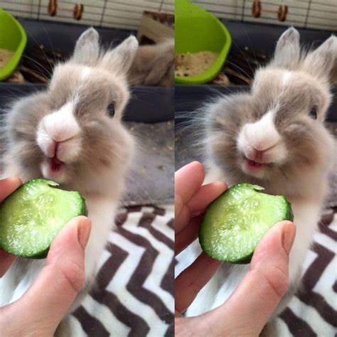 no one has ever been this happy while eating a cucumber Rabbit Life ...