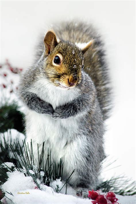 Squirrel In Snow Photograph by Christina Rollo