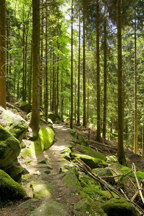 Black Forest hiking trail stock image. Image of access - 43242649