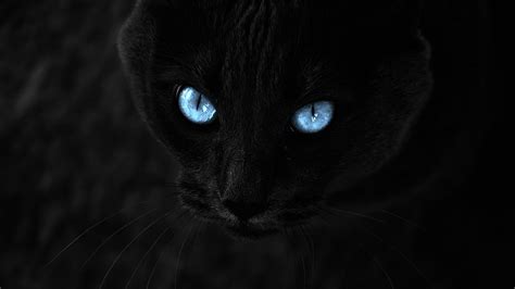 Black cat with blue eyes - backiee