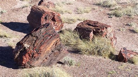 Petrified Forest National Park & Painted Desert - Always On Liberty