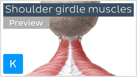 Shoulder Pectoral Girdle Muscles And Movements Human