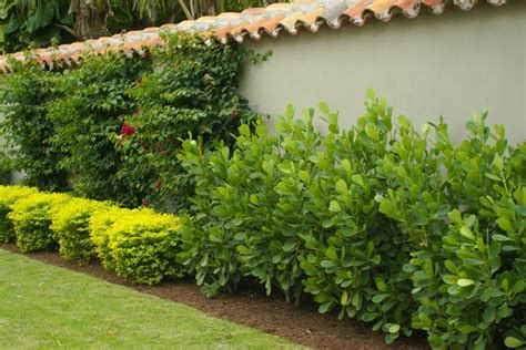 Large Shrubs & Hedge Plants | Michael A. Gilkey, Inc. | Clusia, Florida ...