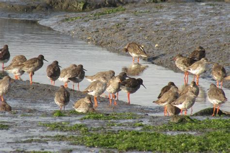 Harbour Update - posted 29/07/21 - Birds of Poole Harbour