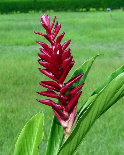 Cara Menanam Jahe Merah Agar Hasil Maksimal dan Subur - IlmuBudidaya.com