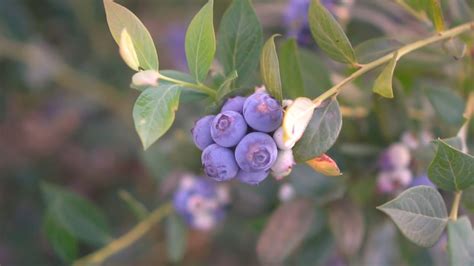 10 Taiga Plants With Pictures & Facts - Boreal Forest Flora - Before ...