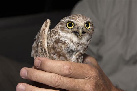 Tiny Backpacks on Small Owls Helps Conservation : Presidio Sentinel