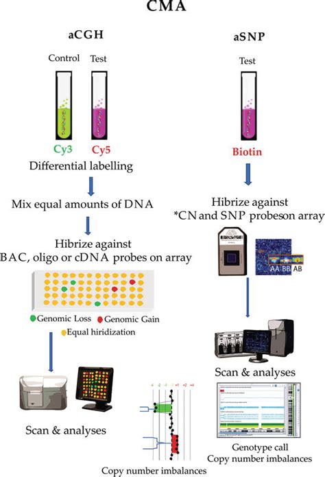 Cytogenomic Microarray Testing | IntechOpen