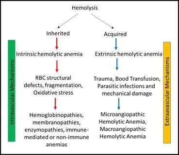 Hemolysis | Definition, Causes & Treatments - Lesson | Study.com