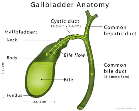 Bile Production, Secretion, Flow, Storage, Composition, pH, Function ...