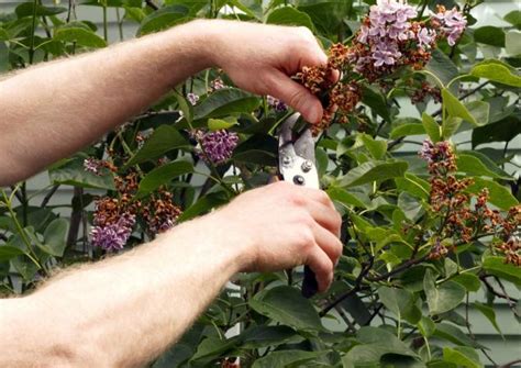 How to Prune Lilacs | LoveToKnow