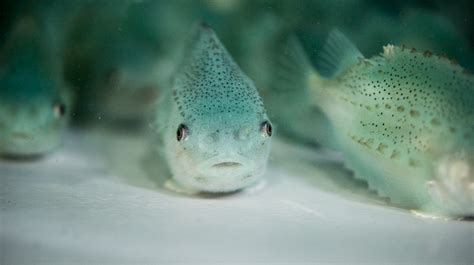 Lumpfish research | Marine and Freshwater Research Institute