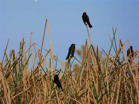 Red-Winged Blackbird Facts, Habitat, Diet, Life Cycle, Baby, Pictures