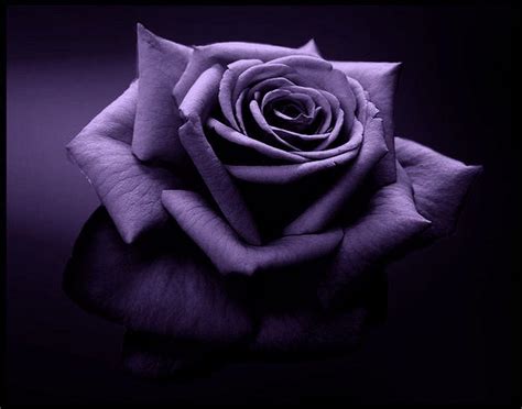 Purple Roses Wallpapers - Wallpaper Cave