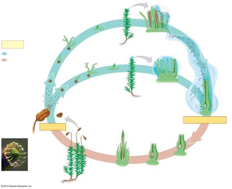 Life Cycles, Land Plants and Nonvascular Plants Study Guide Diagram ...