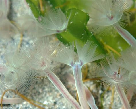 The Natural History of Bodega Head: A fan of phoronids