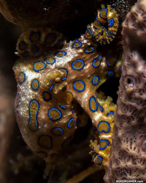 5 Blue-Ringed Octopus Facts That'll Leave You Shook! - OctoNation - The ...