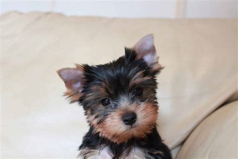 Yorkshire Terrier Puppies: Everything You Need to Know | The Dog People ...