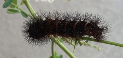 Black Fuzzy Caterpillar | Owlcation