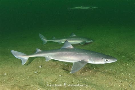 Spiny Dogfish: Squalus acanthias