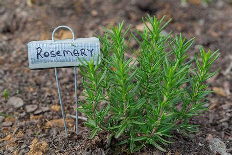 Young Rosemary Plant